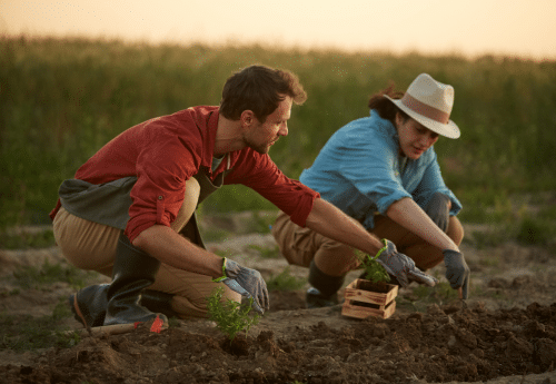 Travailleurs saisonniers agricoles en pleine plantation de jeunes pousses dans un champ, au lever du jour – emploi rural encadré par le SMIC horaire agricole.