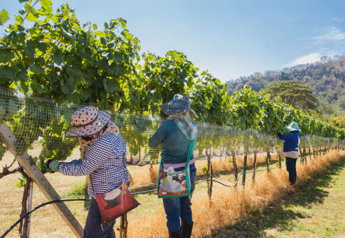 Travailleurs saisonniers récoltant le raisin dans une vigne.
