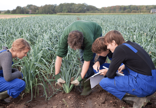 Jeunes saisonniers agricole examinant des cultures en plein champ.