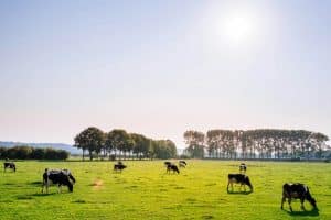 Installations d’élevage bovin dans une exploitation agricole française avec bâtiment agricole et troupeau de vaches